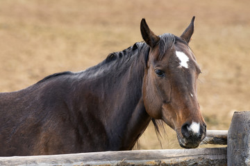 Obraz premium closeup horse