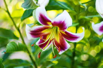 Beautiful flower of lily in the summer garden.