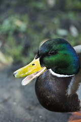 Closeup of Mallard duck