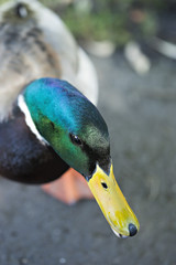 Closeup of Mallard duck
