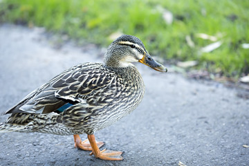 Naklejka na ściany i meble Mallard duck in the park