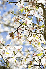 White magnolia tree on blue sky