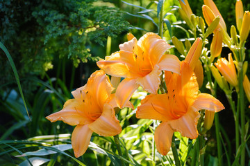 Orange flower of hemerocallis in the summer garden.