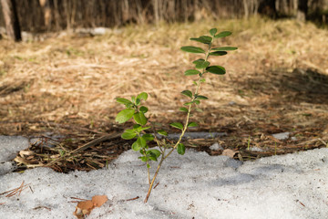 foxberry in the spring