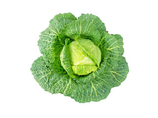 Cabbage head with water drops