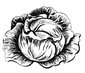 Cabbage drawing