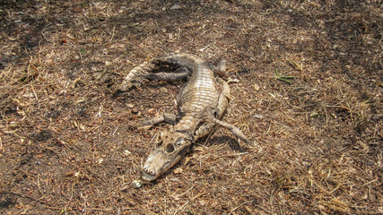 Caiman - Jacare, Alligator - dead corpse carcass in decomposition in the brazilian pantanal