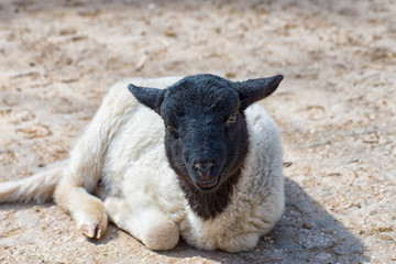 Black and white sheep is lying in the sun and enjoys the warmth