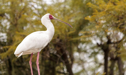 African spoonbill called Platalea alba