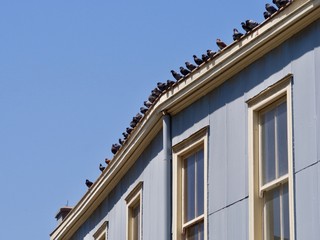 Pigeons in a roof top line up in Valparaiso, Chili.