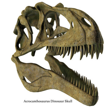 Acrocanthosaurus Skull with Font - Acrocanthosaurus was a carnivorous theropod dinosaur that lived in North America in the Cretaceous Period.