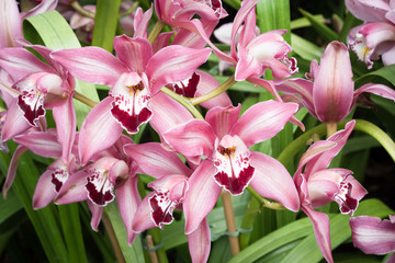 Fancy pink orchids