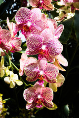 Exotic pink orchids with stripes