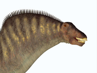 Amargasaurus Dinosaur Head - Amargasaurus was a herbivorous sauropod dinosaur that lived in Argentina in the Cretaceous Period. © Catmando