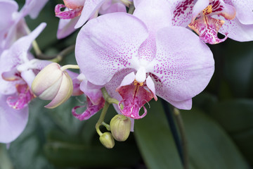 Fototapeta premium Pink phalaenopsis orchid