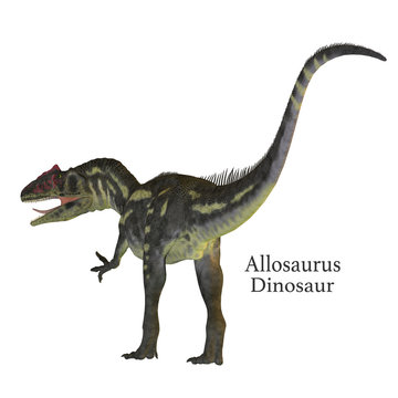 Allosaurus Dinosaur Tail with Font - Allosaurus was a carnivorous theropod dinosaur that lived in North America in the Jurassic Period.