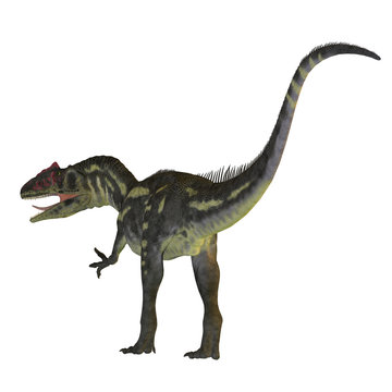 Allosaurus Dinosaur Tail - Allosaurus was a carnivorous theropod dinosaur that lived in North America in the Jurassic Period.