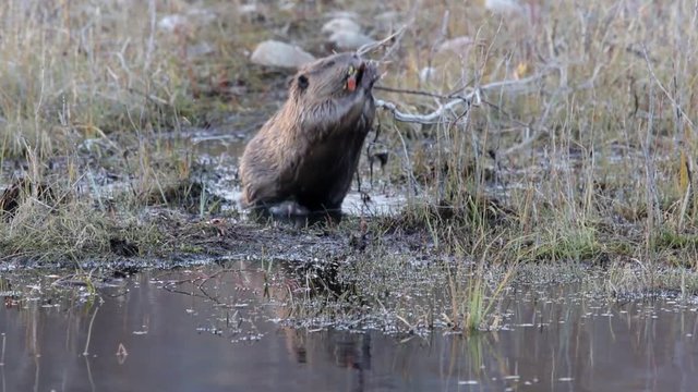 Busy Beaver