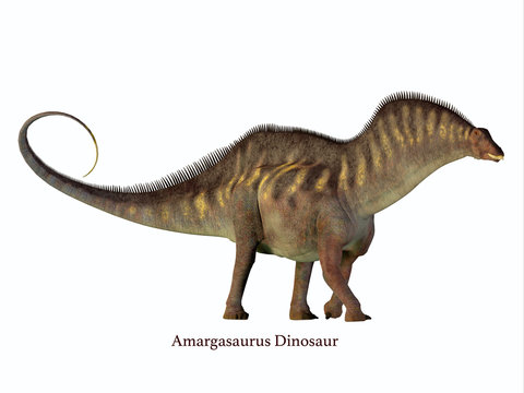 Amargasaurus Side Profile with Font - Amargasaurus was a herbivorous sauropod dinosaur that lived in Argentina in the Cretaceous Period.