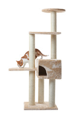 Fototapeta premium Cute funny cat and tree on white background
