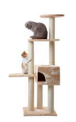 Cute funny cats and tree on white background