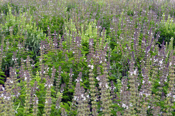 Plantío de lavanda