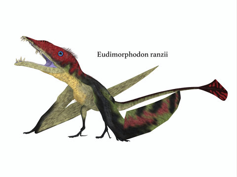 Eudimorphodon Resting with Font - The carnivorous Eudimorphodon was a pterosaur flying reptile that lived in Italy in the Triassic Period.