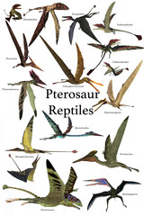 Pterosaur Reptiles - A collection of various Pterosaur reptiles from different prehistoric periods of Earth's history. © Catmando