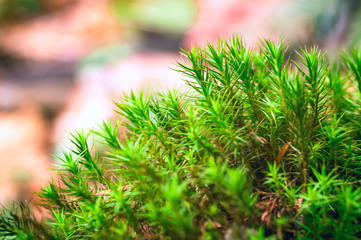 Green moss background texture beautiful in nature