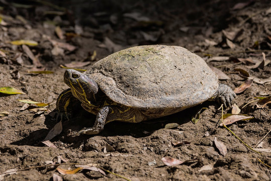 Turtle in nature