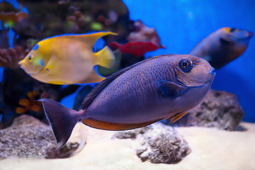 Exotic sea fishes in aquarium