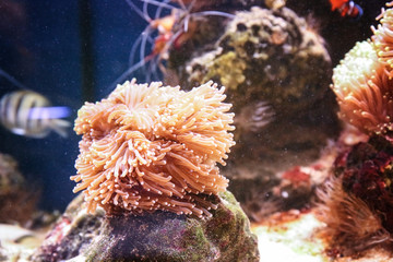 Naklejka na ściany i meble Actinia and corals in beautiful aquarium
