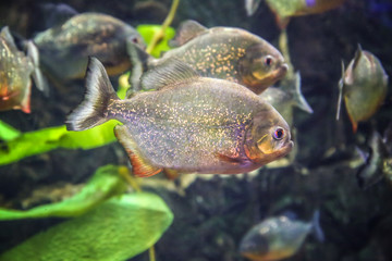 Exotic piranha fish in aquarium