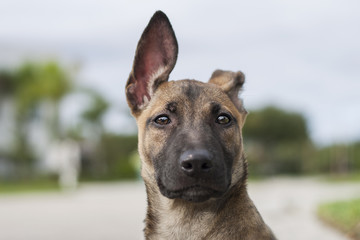 Naklejka premium Piqued Pooch