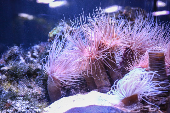 Sea anemones in beautiful aquarium