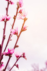 Peach blossom in spring.