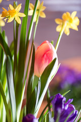 Macro indoor spring bulb garden in bright sunlight 