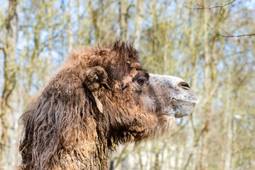 Camel in profile with slightly open mouth