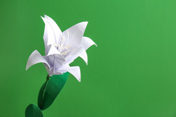 Beautiful paper lily on color background