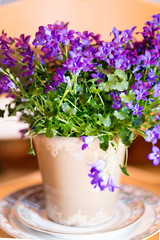 Purple flowering house plant in neutral pot