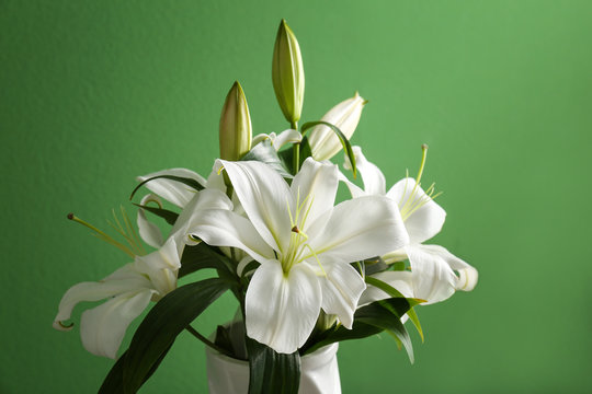Fototapeta Beautiful white lilies on color background