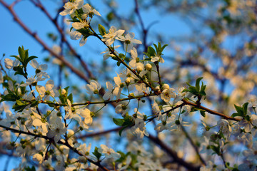 Spring flowers blooming