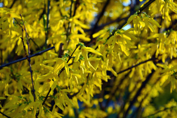 Close up on spring flowers blooming