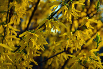 Close up on spring flowers blooming