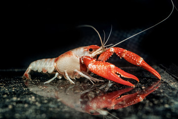 Orange Crayfish