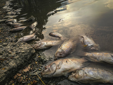 Dead fish on the river. dark water water pollution