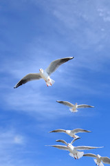 青空を飛ぶ鳥の群れ

