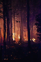 Forest Fire Damage
