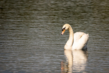 white swan floating in a pond of the zoo, Night Safari,