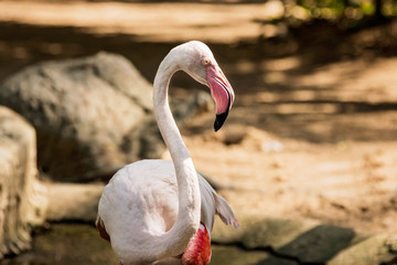 Flamingo walking near a pond i